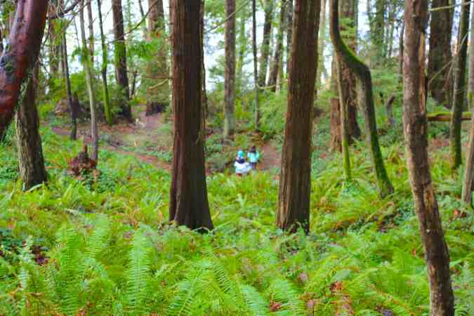 Hiking Through Ferns on the Close Property Trail © Liesl Clark
