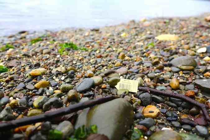 Nursery Plant Tags are a common Beach Plastic © Liesl Clark