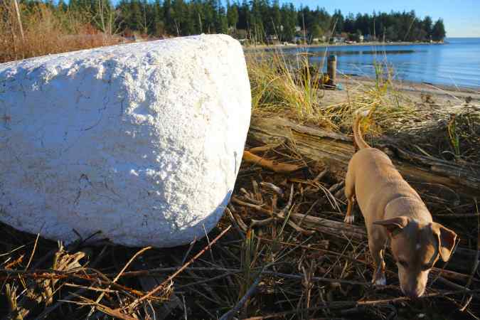 Styro-mobile. This car-sized chunk came riding in on the sea. © Liesl Clark
