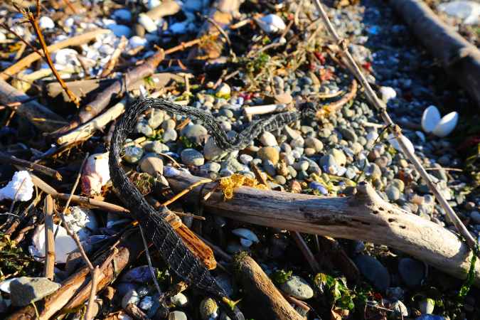 Shellfish Netting? © Liesl Clark