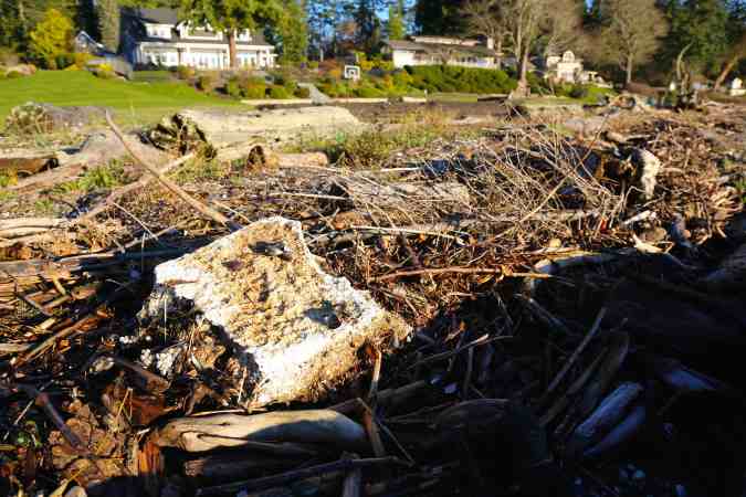 Unlucky Beached Bivalves © Liesl Clark